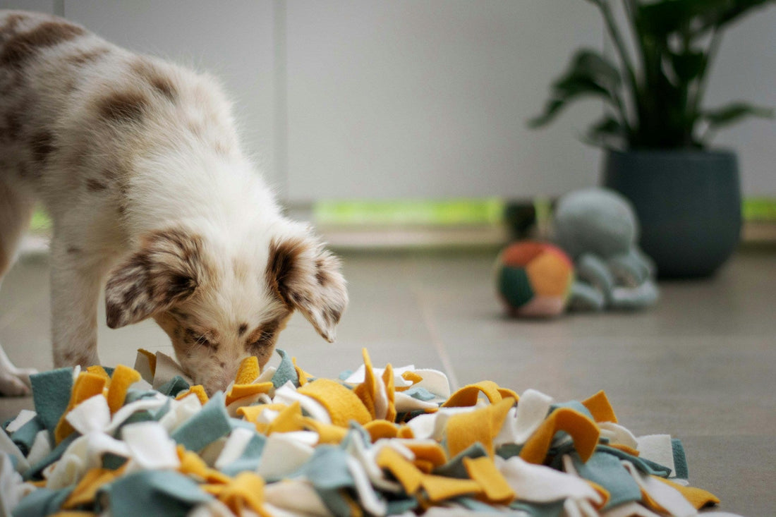 Unleash the Fun: Why Quality Dog Toys Matter More Than You Think