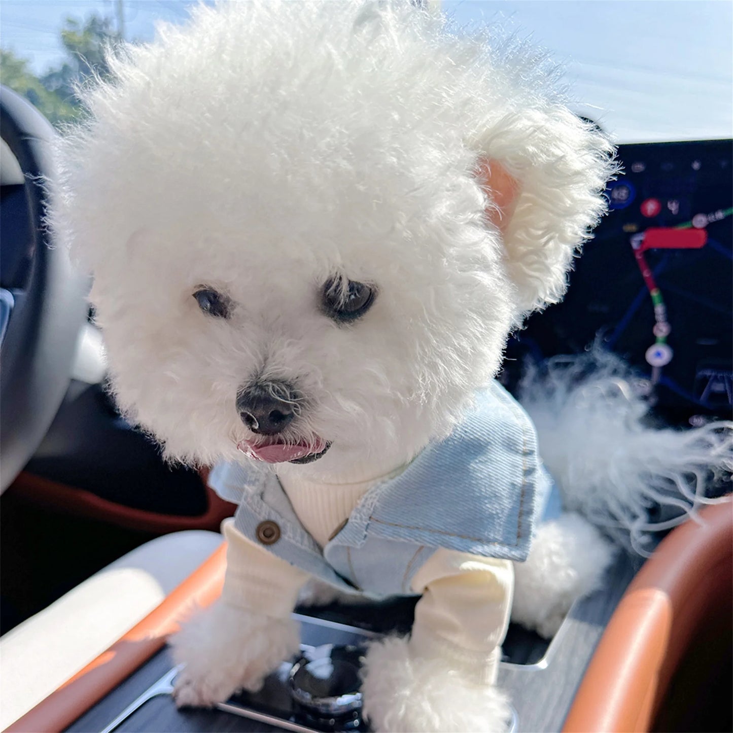 Dog Denim Jacket Vest Costume by NoEnName Classic Jean Coat for Everyday Wear and Special Occasions