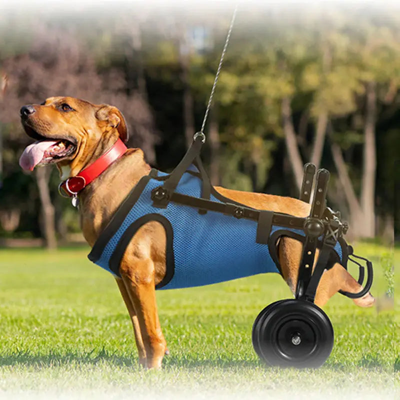Wheels for Dogs