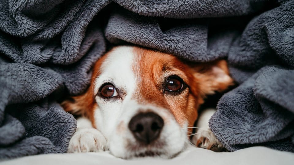 Blankets